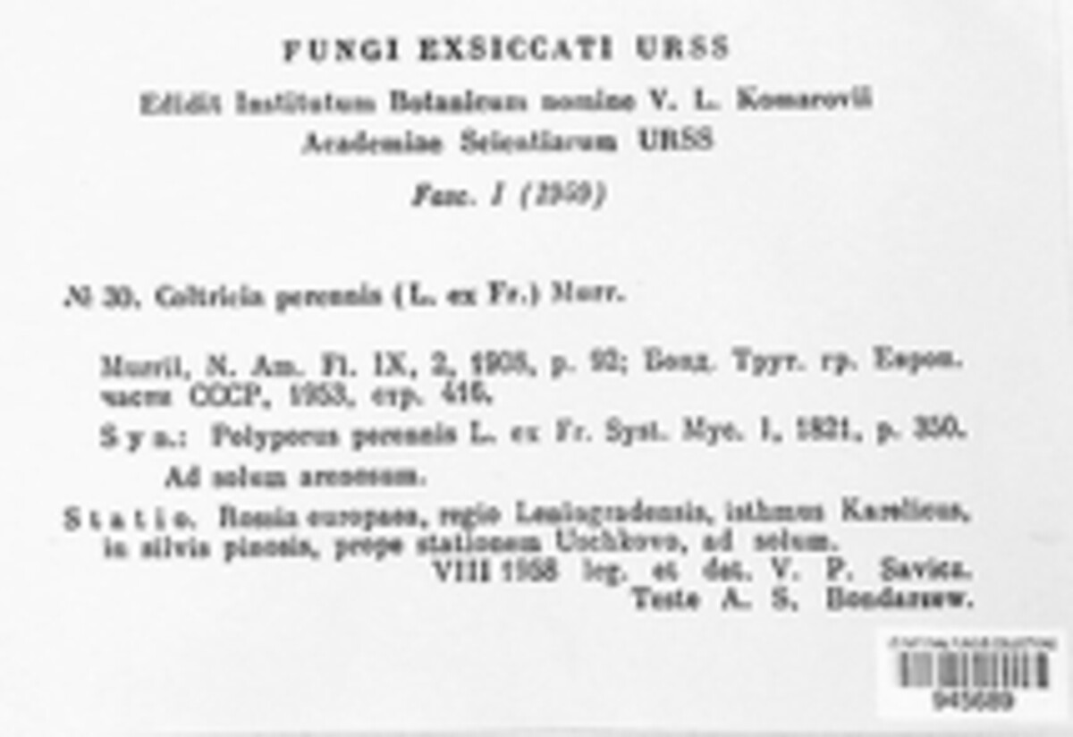 Coltricia perennis image